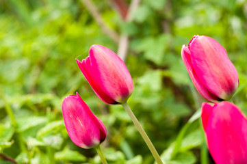 Fototapeta premium colorful tulips in early spring in the garden