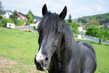 Fototapeta premium portrait of a horse