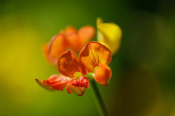 Bird's-foot trefoil plant close up
