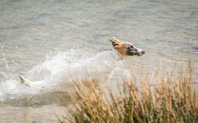 Silken Windsprite am See