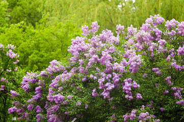 Branch with spring blossoms pink lilac flowers, bright blooming floral background.