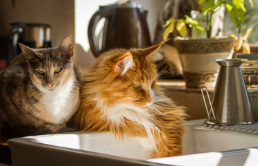Maine Coon red tabby white