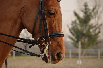 horse's head with bridles