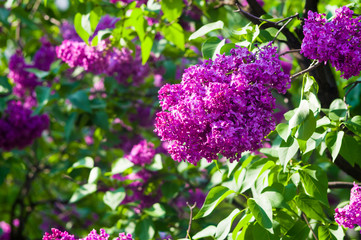 Branch with spring blossoms pink lilac flowers, bright blooming floral background.