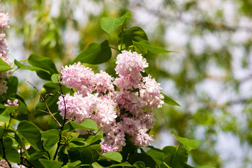 Branch with spring blossoms pink lilac flowers, bright blooming floral background.