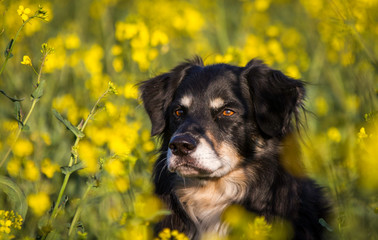 Hund im Rapsfeld