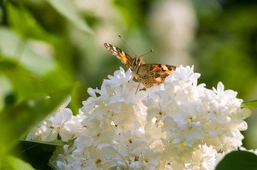 Butterflies flies to a blossoms lilac flowers, bright beautiful abstract spring background.