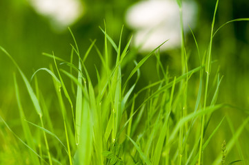 Spring or summer natural abstract background with grass in the garden