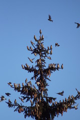 Ptaki ,ptaki na drzewie ,jemniołuszki na drzewie ,choinka w ptakach 