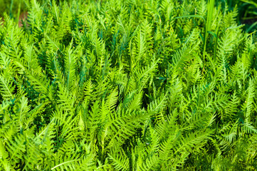 Spring or summer natural abstract background with grass in the garden