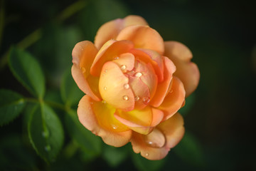 Yellow orange rose flower with waterdrops