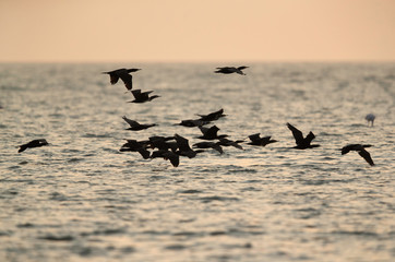 Great cormorants flying  at Asker coast in the morning, Bahrain