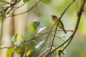 Rufous-breasted Flycatcher - Leptopogon rufipectus, cute shy colored flycatcher from Andean slopes of South America, Guango Lodge, Ecuador.