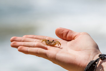 A baby crab in the palm of a boy's hand.