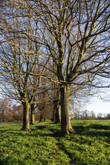 trees on a bright winters afternoon, portrait view looking along an avenue of trees in grassland.