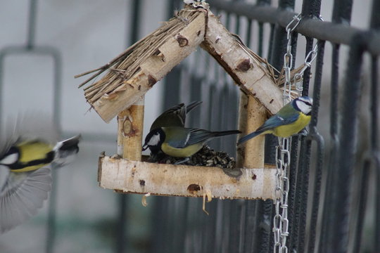 Sikory ,Sikora Modraszka i Sikora Bogatka ,ptaki w karmiku ,dokarmianie ptak&oacute;w
