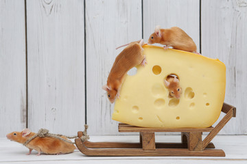 Mouse and cheese. Dreams come true! Cute mouse pulls tasty cheese. Glutton. Pet gourmet. Animal...