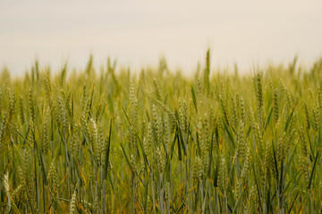 Wheat background, wallpaper concept.