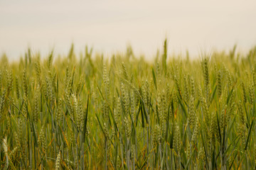 Wheat background, wallpaper concept.