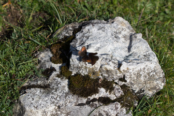kleiner Moorfalter pärchen auf einem mit flechten bewachsenen Fels