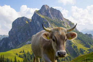 Kuh mit Hörnern auf der Alm vor dem Aggenstein