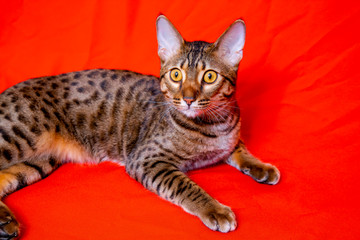 Fototapeta na wymiar Savannah cat on a red background