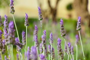 Fototapeta premium Close up select focus on purple lavender flowers