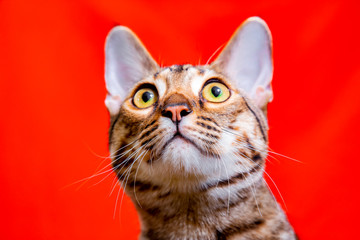 Savannah cat on a red background