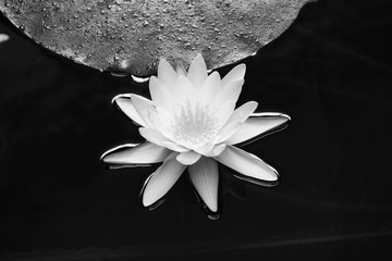 Teichpflanzen © le_moque