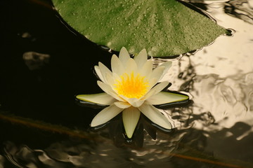 Teichpflanzen © le_moque