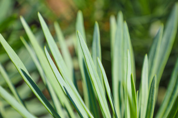 Close up select focus background of green spiky succulent