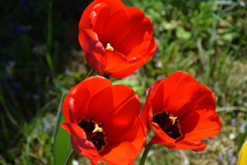 Rote Tulpen im April