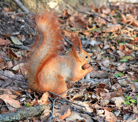 squirrel found a delicious nut in the grass