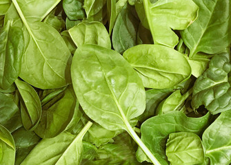 Image Of Baby Spinach Leaves