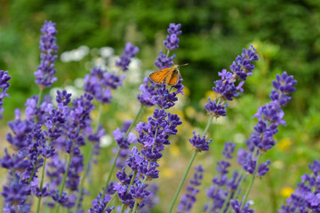 lavender and bee