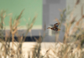 Common Teal flying at Asker marsh, Bahrain