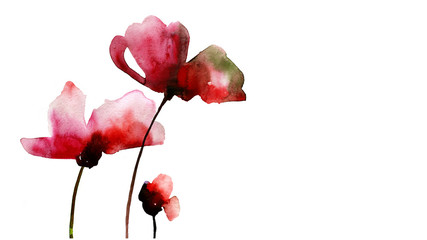 Red poppy flowers, watercolor floral illustration, decoration for poster, greeting card, birthday, wedding design. Isolated on white background. Hand painting. Remembrance day concept.