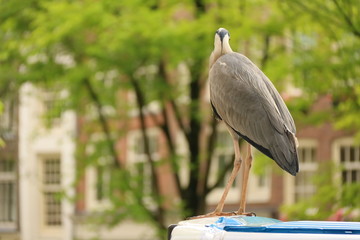 Obraz premium Ein Reiher in Amsterdam