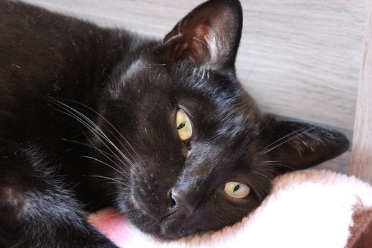 Gato acordando