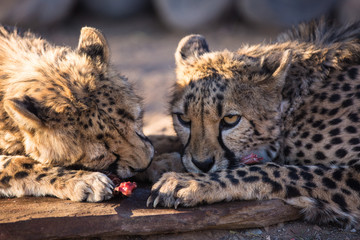 Closeup portrait of two big wild aggressive Cheetah cat's eating meat with greed and roar showing dangerous teeth. Namibia.