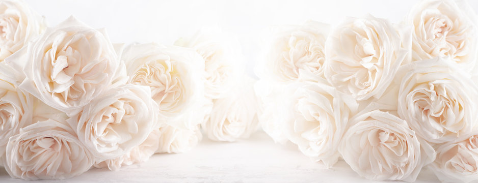 Background Of Beautiful White  Roses Flowers .