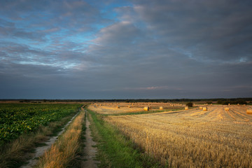 A dirt road through fields and clouds to the sky in Zarzecze, Poland