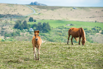 Pony foals in Dartmoor National park