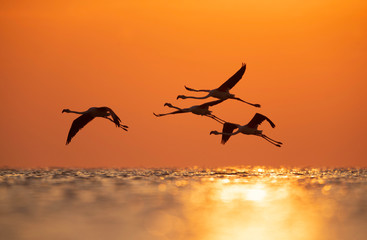 Greater Flamingos flying during sunrise at Asker coast, Bahrain
