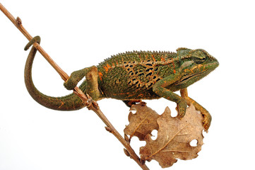 Montane side-striped chameleon (Trioceros ellioti / Chamaeleo ellioti) © bennytrapp