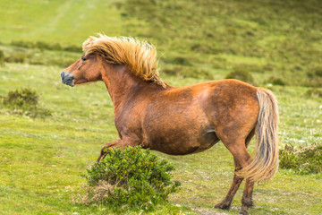 Obraz na płótnie Canvas Gallaping pony in Dartmoor National park Devon UK