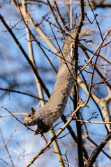 Grey squirrel jumping on a tree