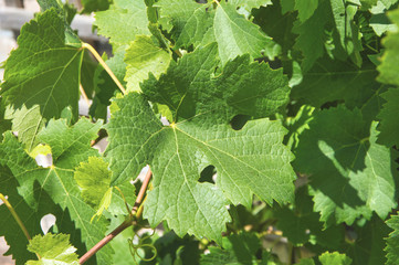 Wall of green leaves during during a summer afternoon 