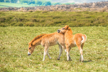 young pony foals in Dartmoor National park, Devon, West Country, England, UK.