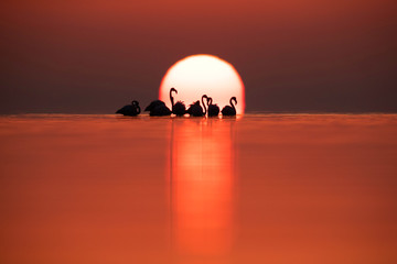 Fototapeta na wymiar Greater Flamingos and dramatic sunrise Asker coast, Bahrain